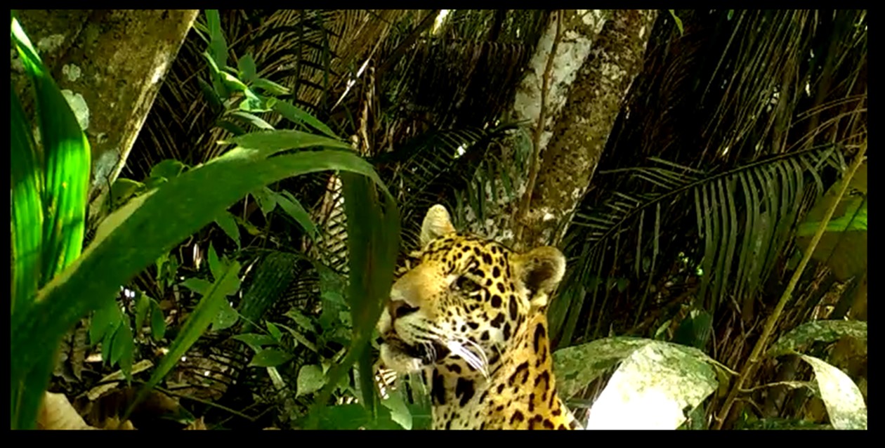 Primer avistamiento de Jaguar en el Tolima
