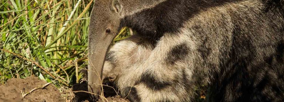 Nuevos pasos de fauna silvestre en el Meta