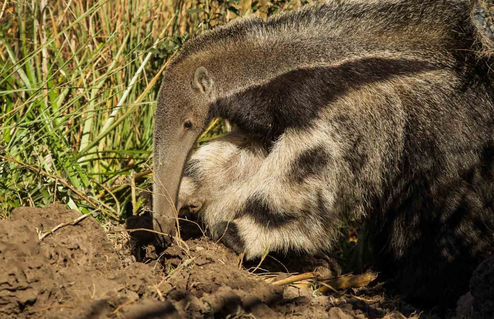 Nuevos pasos de fauna silvestre en el Meta