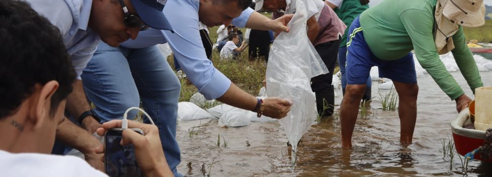 60 MIL ALEVINOS FUERON SEMBRADOS EN EL EMBALSE CALIMA