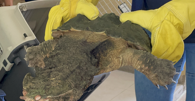 UNA TORTUGA MATAMATA FUE ENTREGADA, TRAS MÁS DE DIEZ AÑOS DE CAUTIVERIO