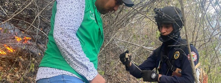 Esta es la fauna silvestre que ha atendido la CAM como  consecuencia de los incendios forestales