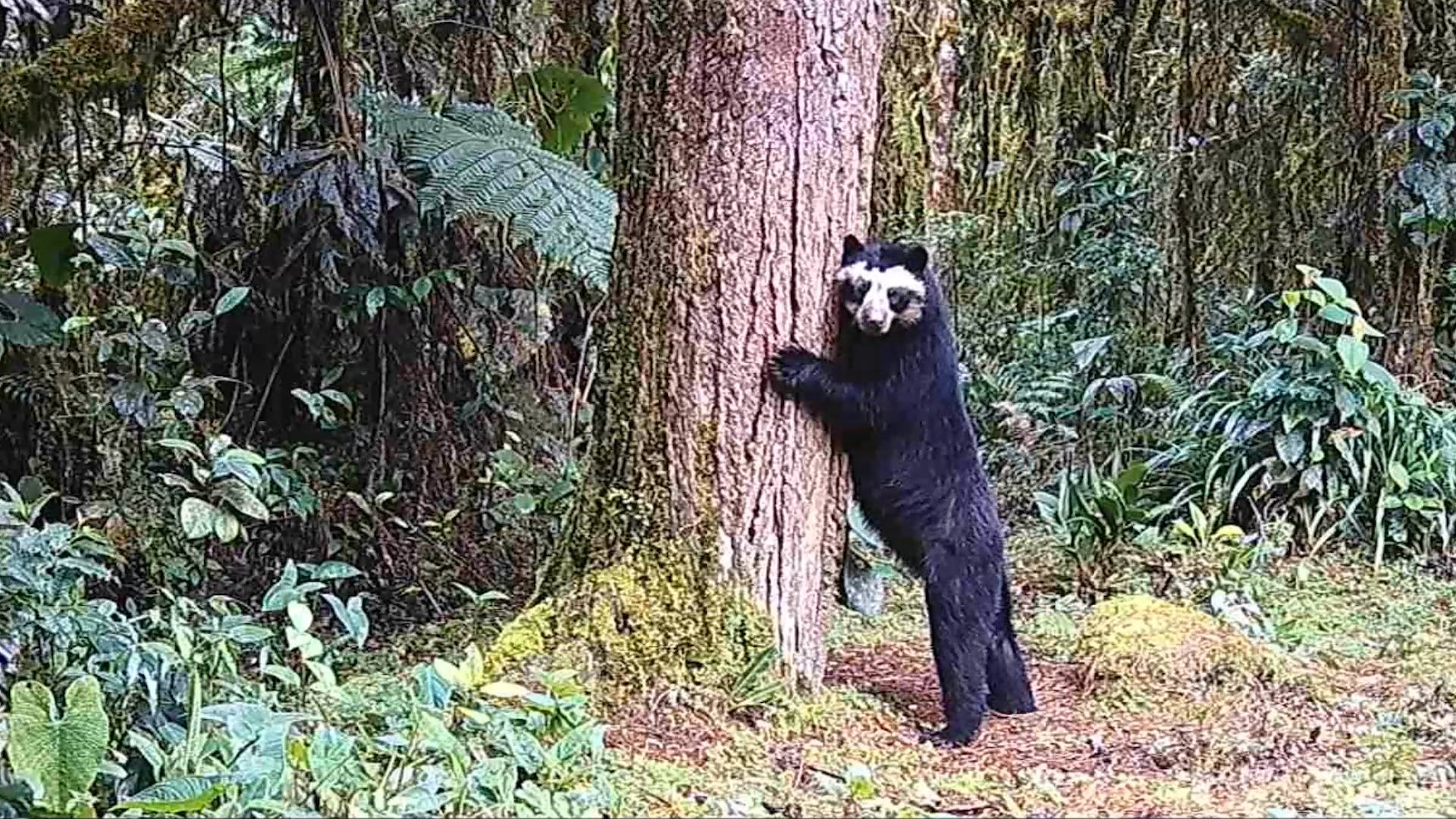 La conservación estará de fiesta en el Huila: Festival Nacional de Oso y Danta llega a su IX versión