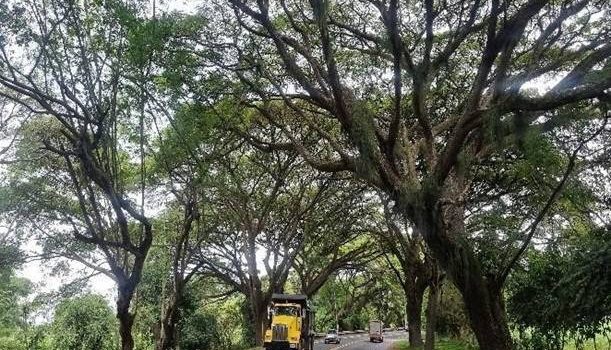 LA CVC PROTEGE LA INTEGRIDAD DEL ‘TÚNEL VERDE’ EN BUGA