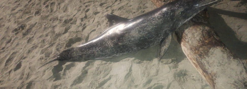 DELFÍN ENCONTRADO MUERTO EN LA PLAYA DE PUERTO GAIRA ES DIAGNOSTICADO CON BRUCELOSIS