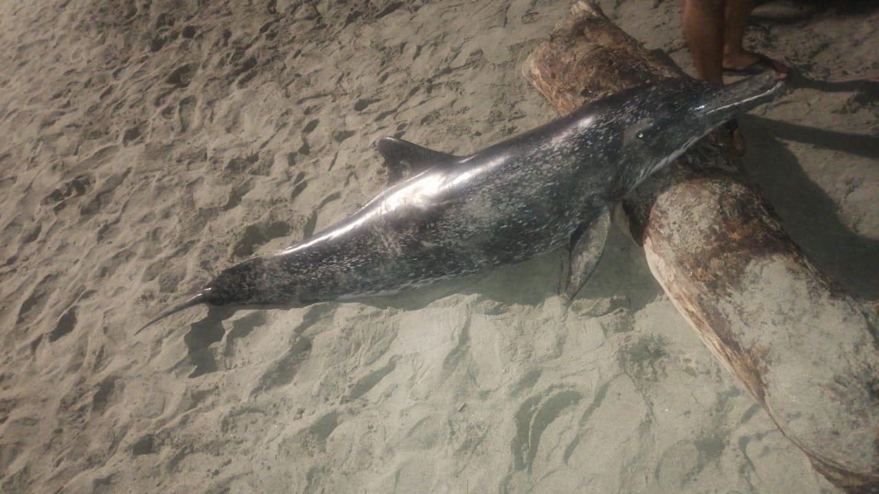 DELFÍN ENCONTRADO MUERTO EN LA PLAYA DE PUERTO GAIRA ES DIAGNOSTICADO CON BRUCELOSIS