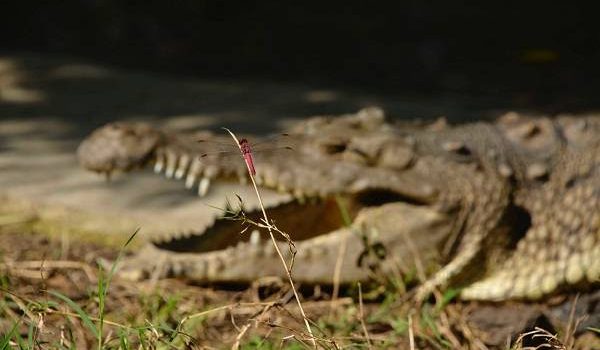 DESTINO DE LA CAIMÁN “ÑATA”, SERÁ UNA ESTACIÓN DE BIOLOGÍA TROPICAL EN EL META