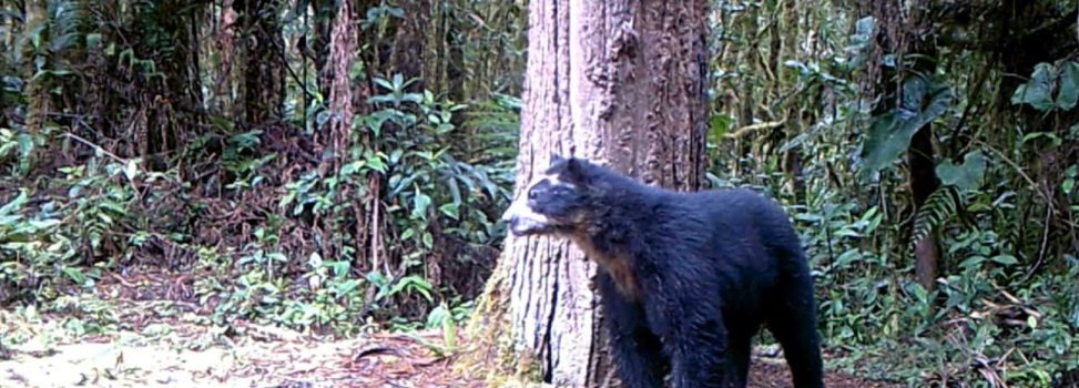 Izumi, el Oso de anteojos que reapareció después de cuatro años