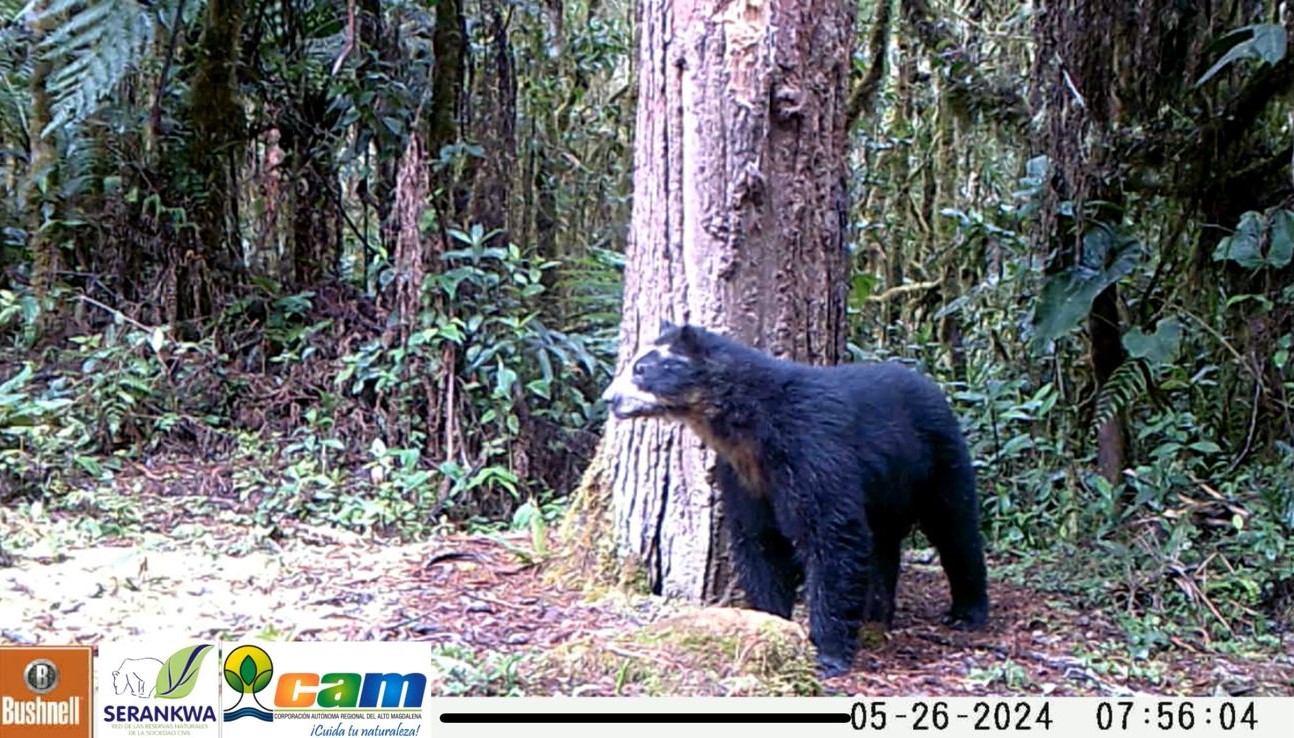 Izumi, el Oso de anteojos que reapareció después de cuatro años