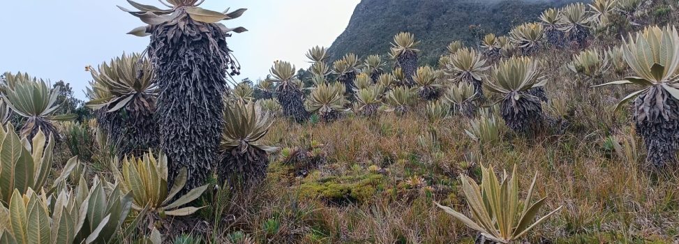 PÁRAMO DEL DUENDE SIGUE SIENDO UNO DE LO MÁS CONSERVADOS EN COLOMBIA