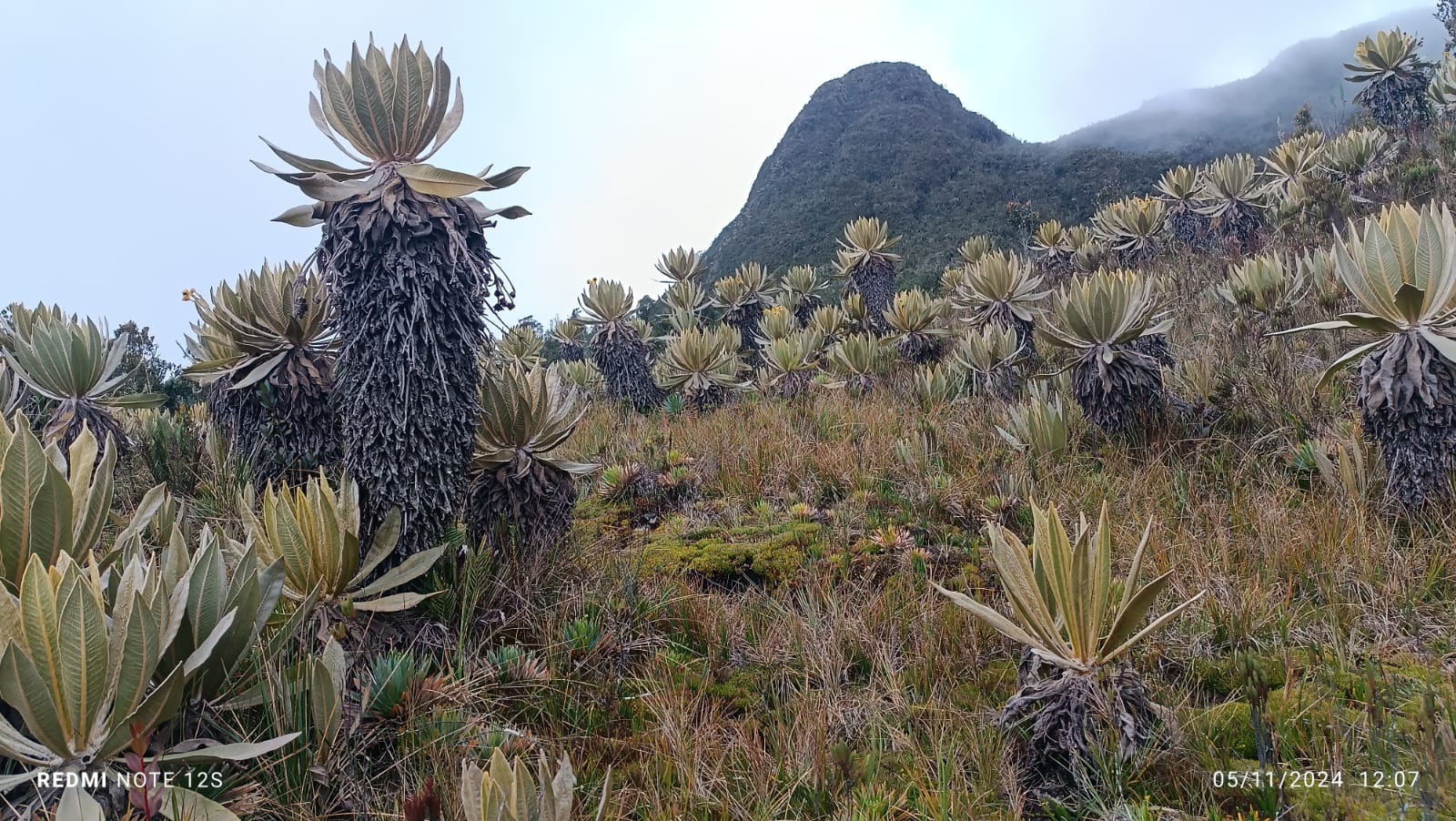 PÁRAMO DEL DUENDE SIGUE SIENDO UNO DE LO MÁS CONSERVADOS EN COLOMBIA