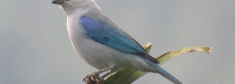 CREAN CLUB DE AVISTAMIENTO DE AVES EN EL ÁGUILA 