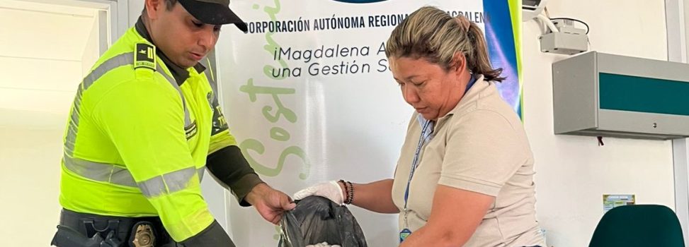 CORPAMAG Y POLICÍA DEL MAGDALENA DECOMISAN MÁS DE 4.000 HUEVOS DE IGUANA EN EL MUNICIPIO DE LA ZONA BANANERA