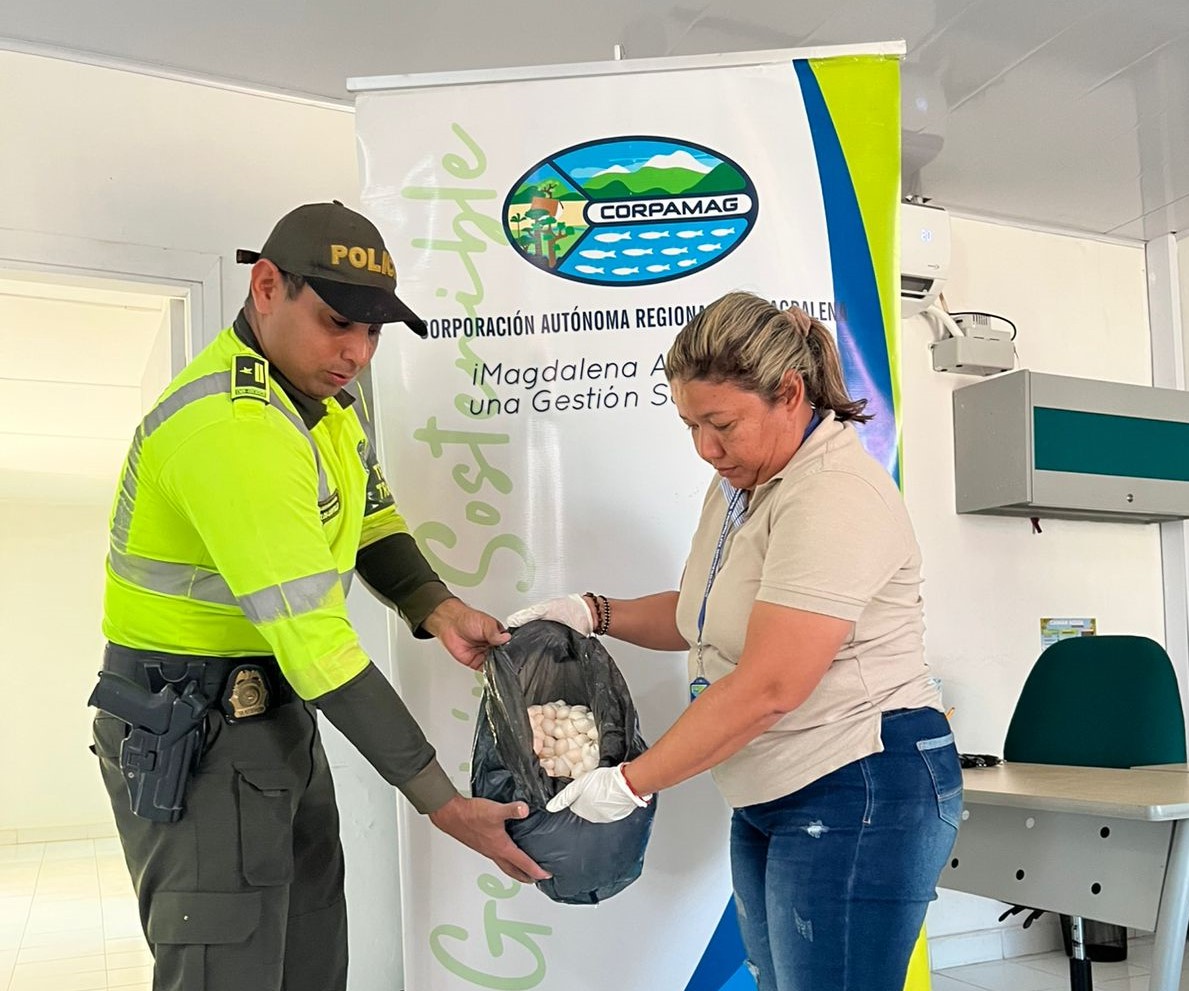 CORPAMAG Y POLICÍA DEL MAGDALENA DECOMISAN MÁS DE 4.000 HUEVOS DE IGUANA EN EL MUNICIPIO DE LA ZONA BANANERA