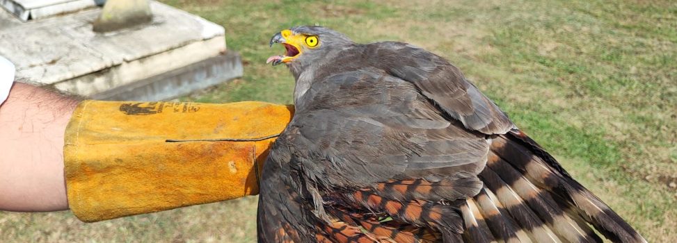 RESCATAN A GAVILÁN EN EL CEMENTERIO DE BUGA