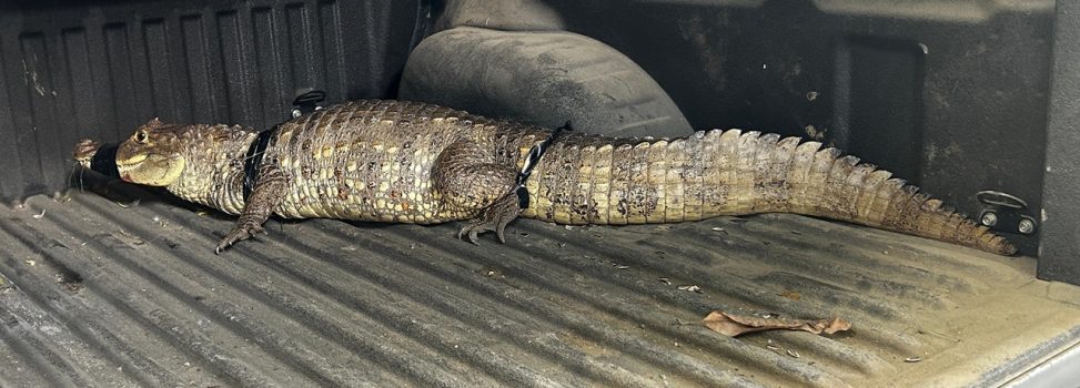 BABILLA FUE RESCATADA POR LA CVC EN VÍA FÉRREA DE TULUÁ